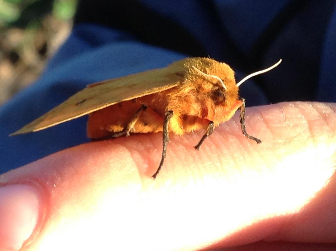 Tiger_Moth_On_Finger.jpg