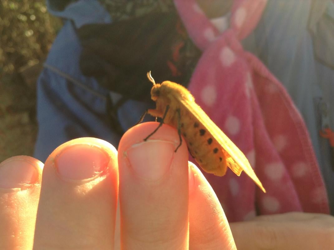 TIger_Moth_On_Finger_Side_Body.jpg