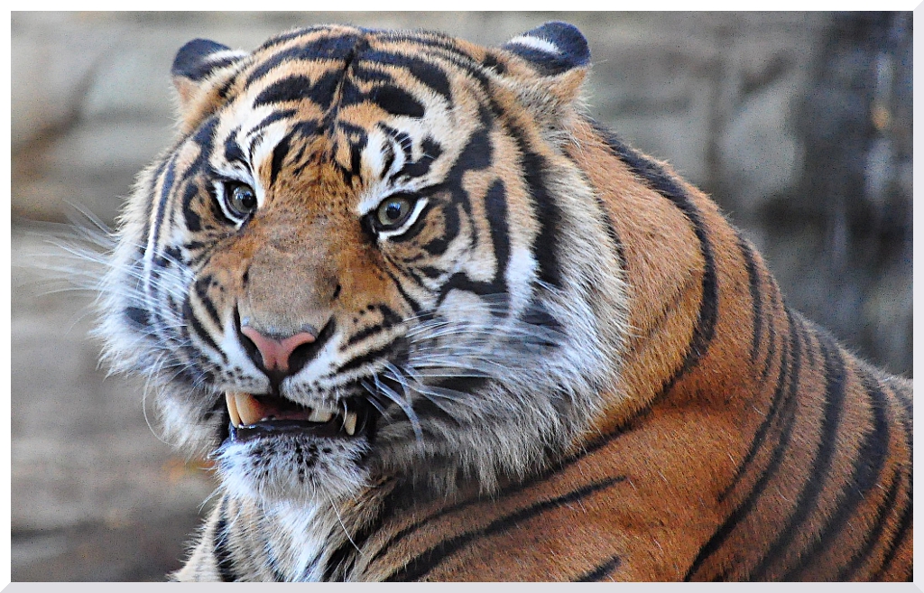 tiger_wild_eyes_smaller.jpg