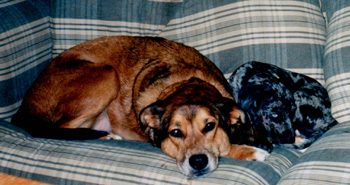 tiller-angus.jpg