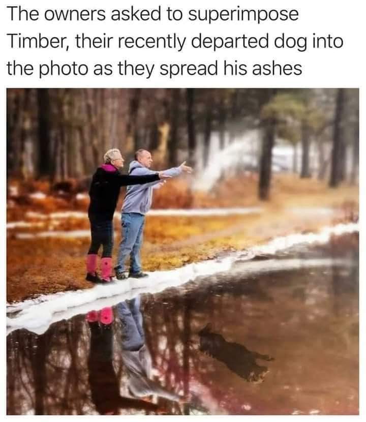 timber dog.jpg