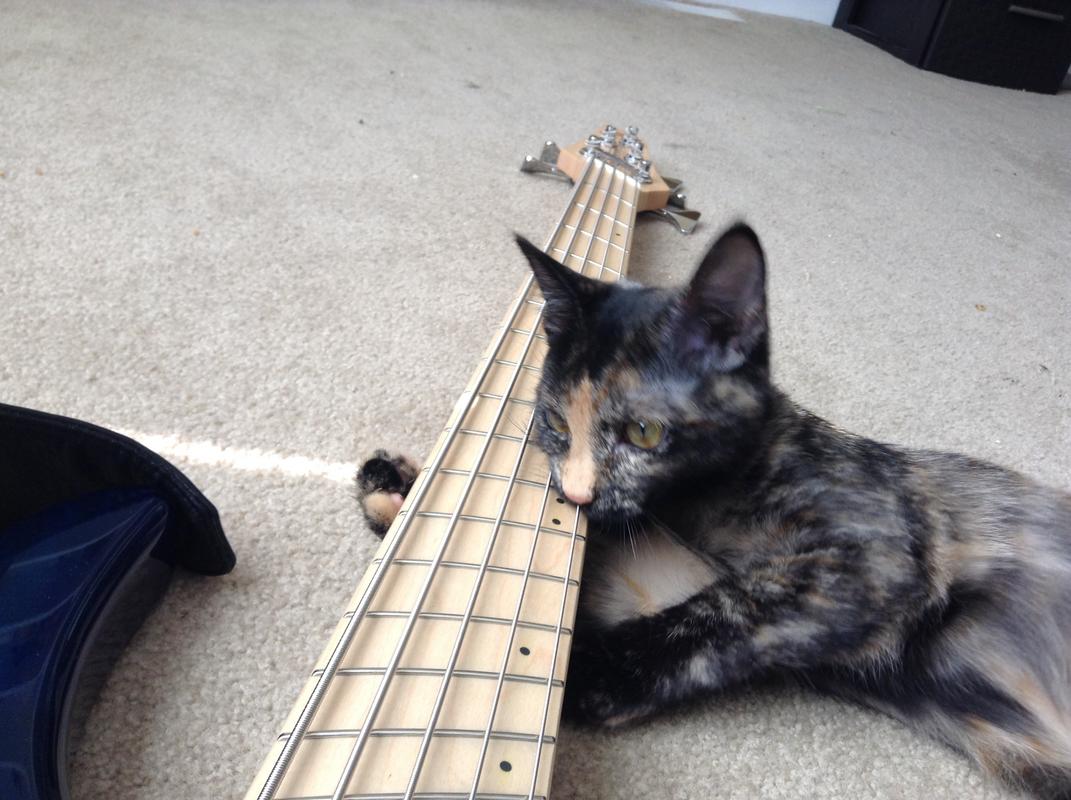 time_to_learn_the_bass-jpg.3096851