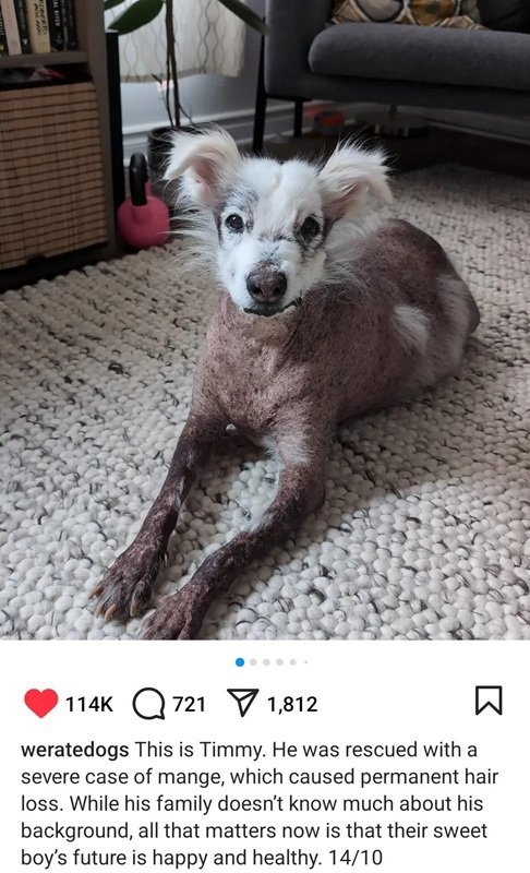 timmy dog.jpg