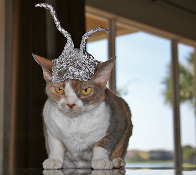 tinfoilHatCat2.jpg