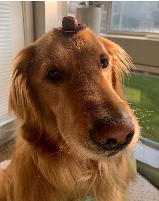 tiny hat dog.jpg