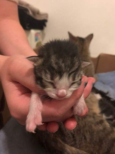 tiny kitten.jpg
