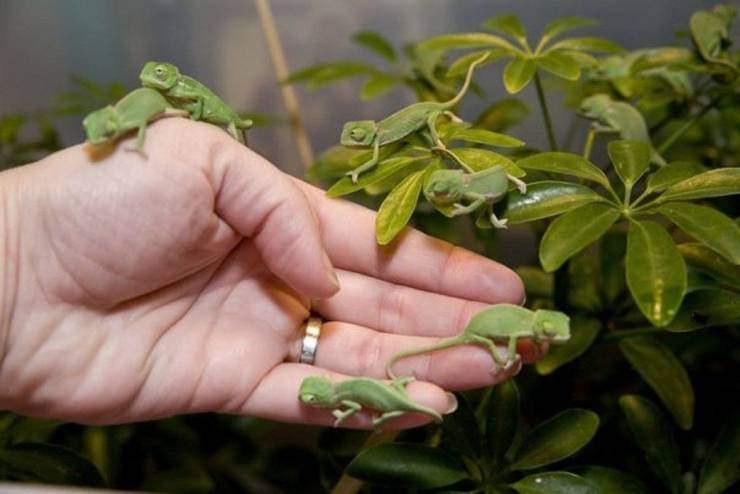 tiny lizards.jpg