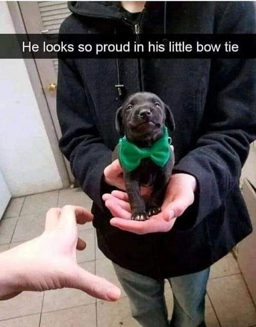 tiny pup tie.jpg