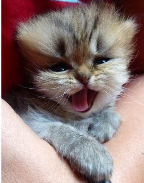 tinyh kitten.jpg