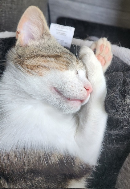 tired cat.jpg