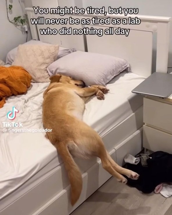 tired lab.jpg