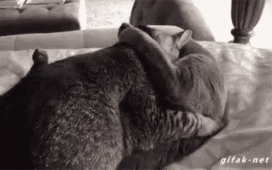 tmp.gif