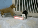 tmp.gif