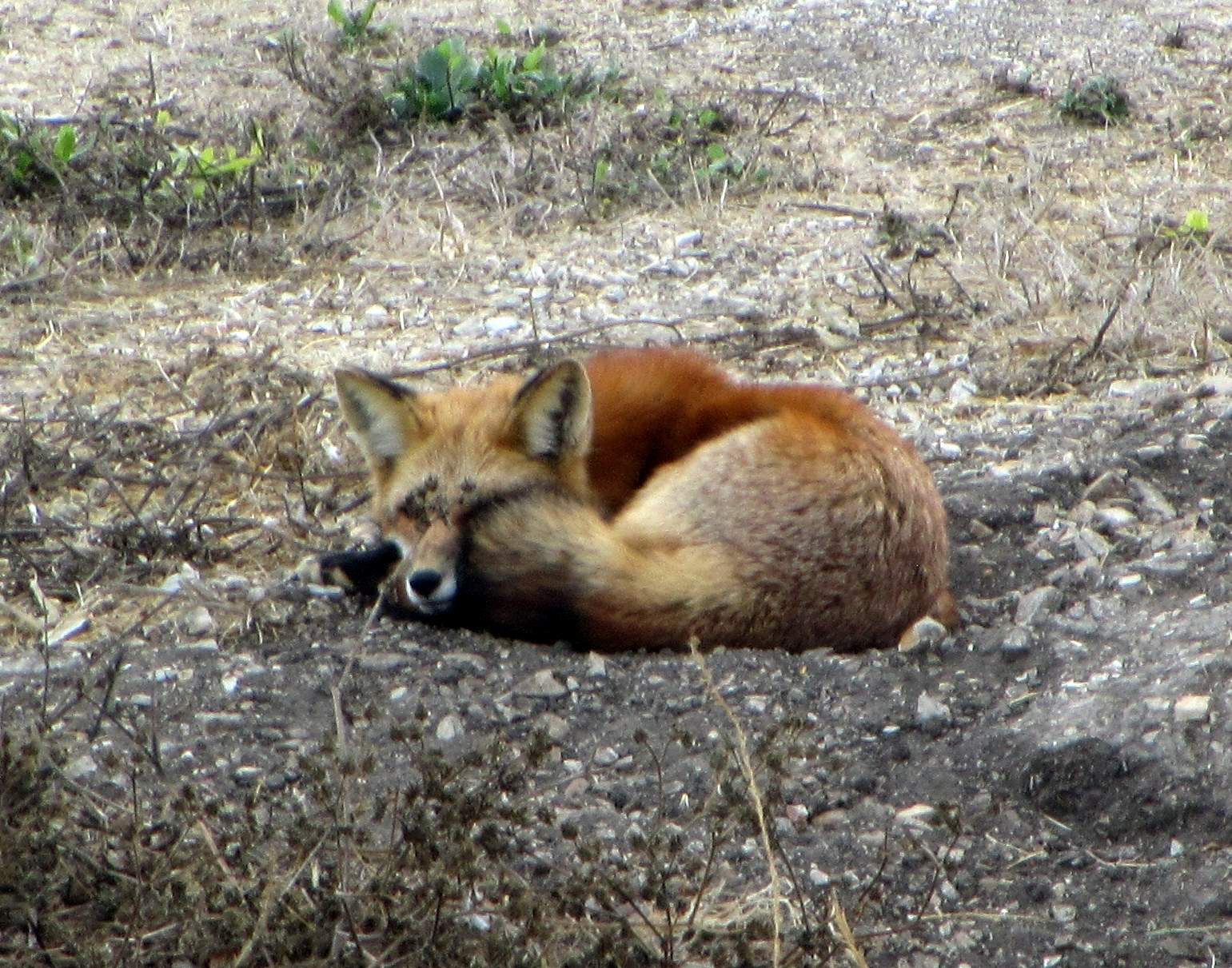 TOA FOX cropped.jpg