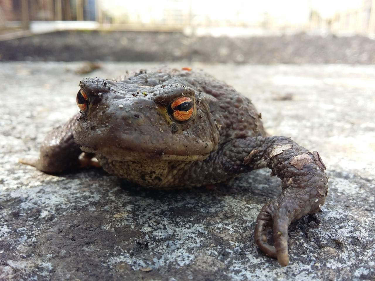 Toad.jpg