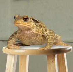 Toad.png