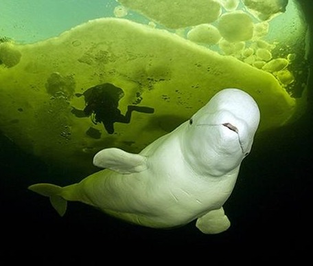todaybeluga.jpg