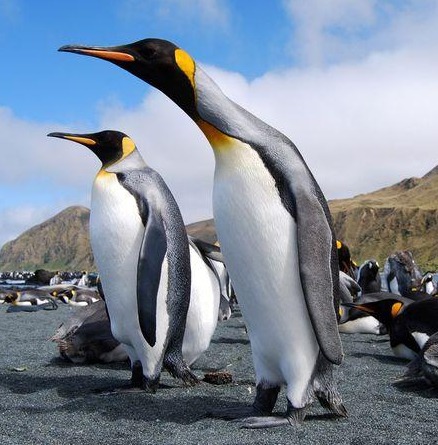 todaypenguins.jpg