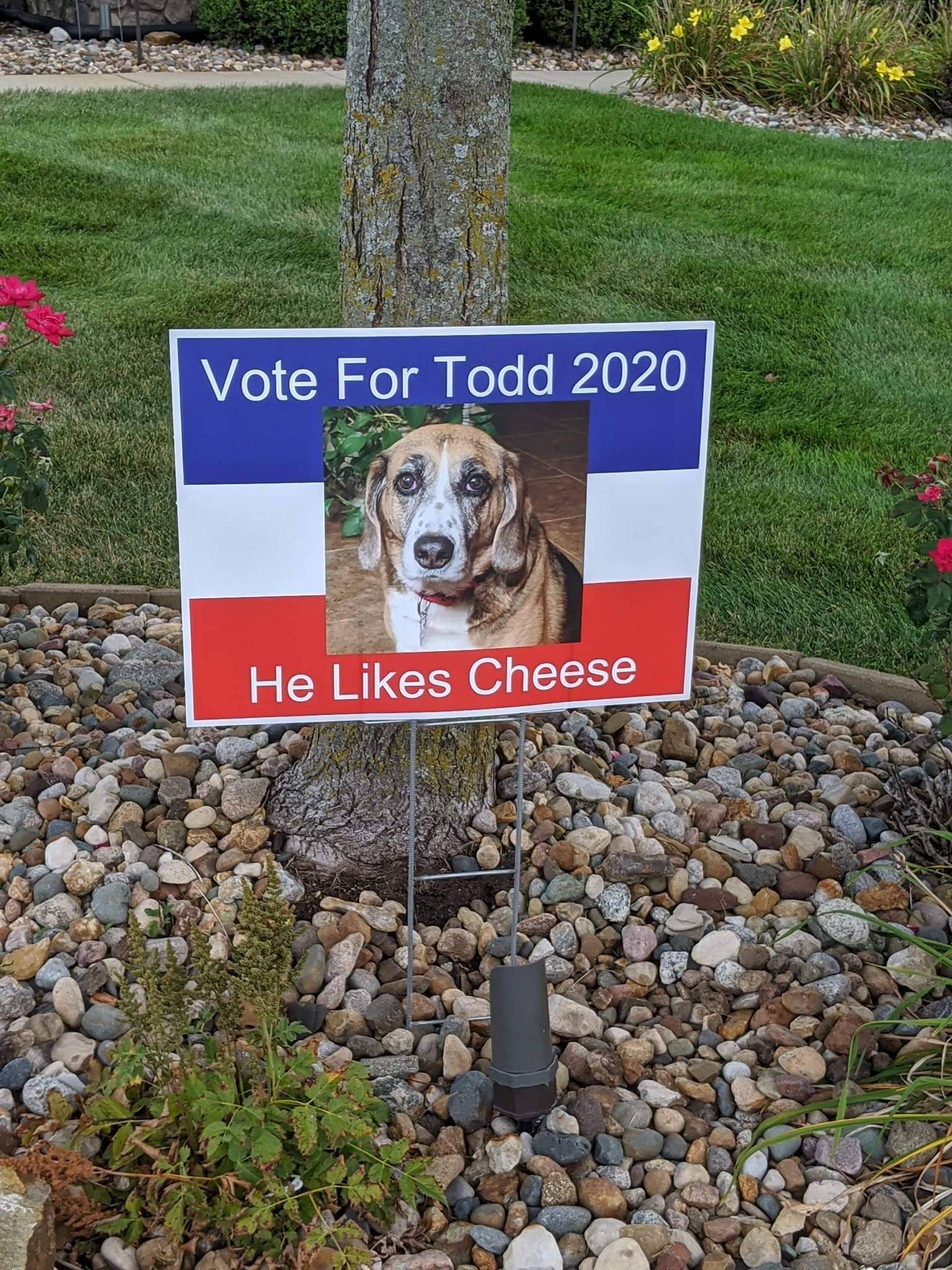 Todd cheese.jpg