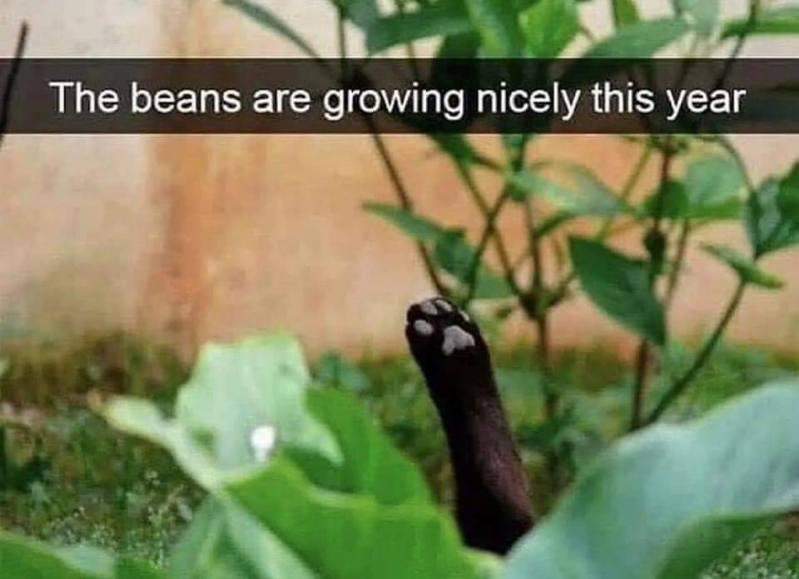 toe beans.jpg