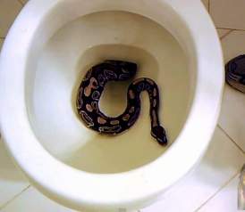 toiletsnake.jpg