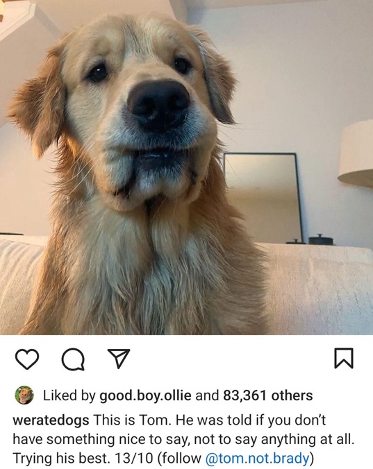 tom dog.jpg