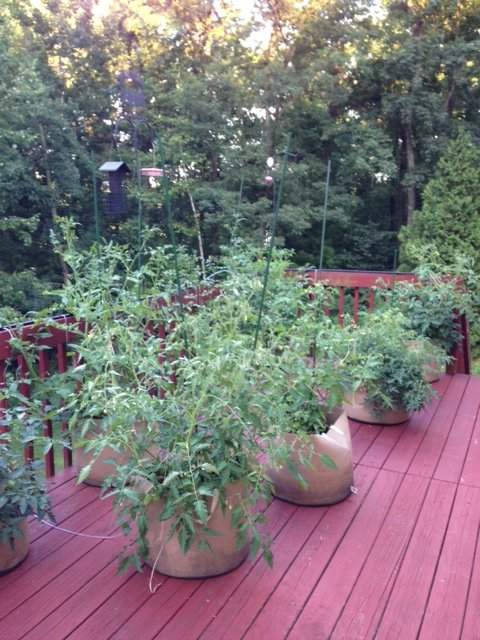 Tomato1.JPG
