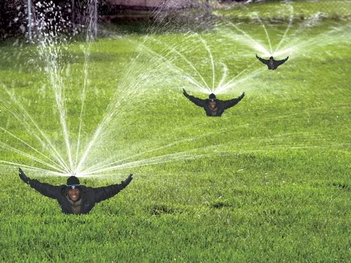 TonyRainbird.jpg