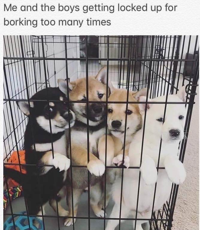 too much bork.jpg