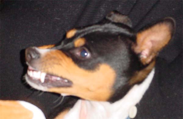 toothy.jpg
