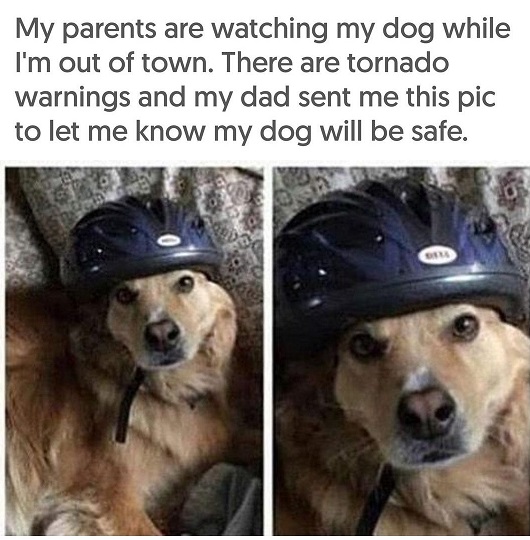torn ado dog.jpg