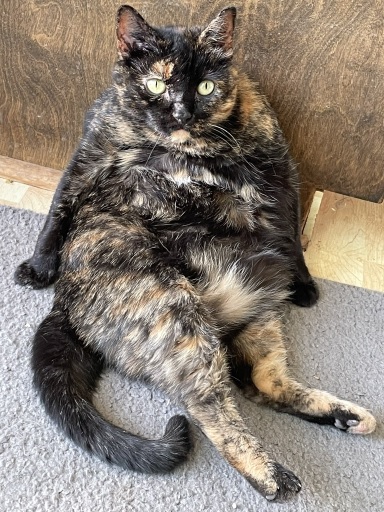 tortie chunk.jpg