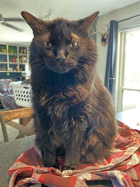 tortie close.jpg