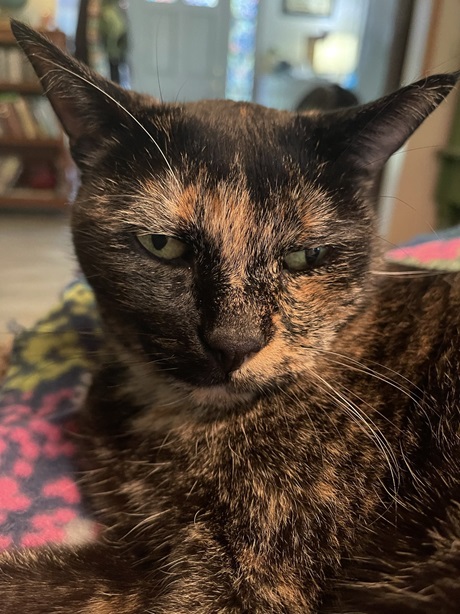 tortie close.jpg