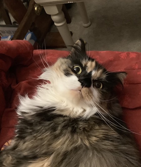 tortie close.jpg