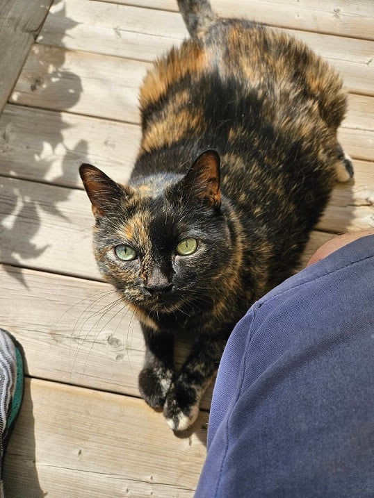 tortie deck.jpg