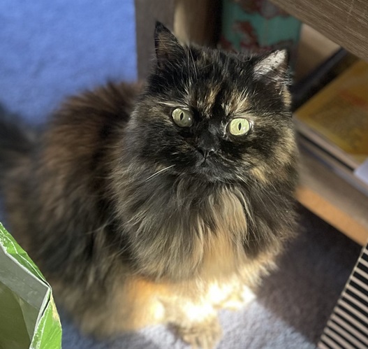 tortie.jpg