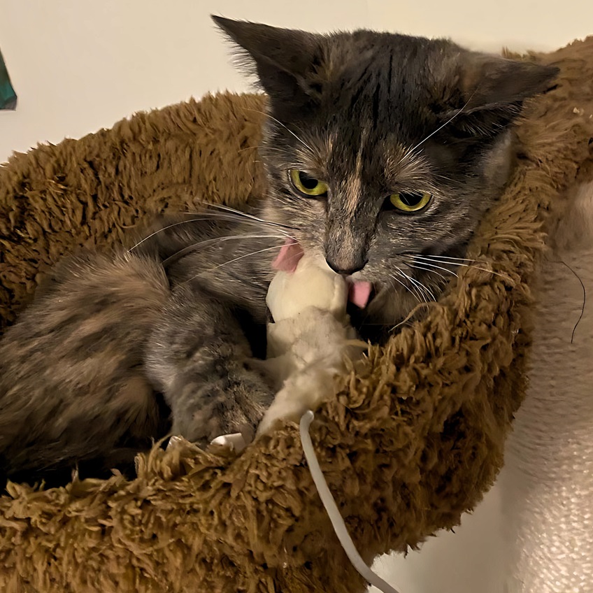 tortie.jpg