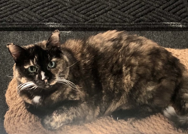 tortie laying.jpg