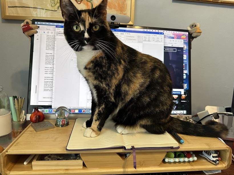tortie pc.jpg