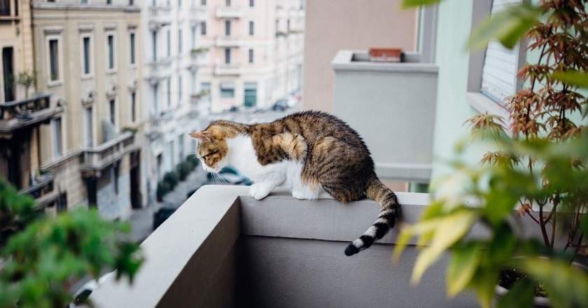 tortie railing.jpg