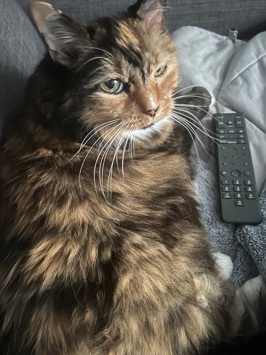 tortie remote.jpg
