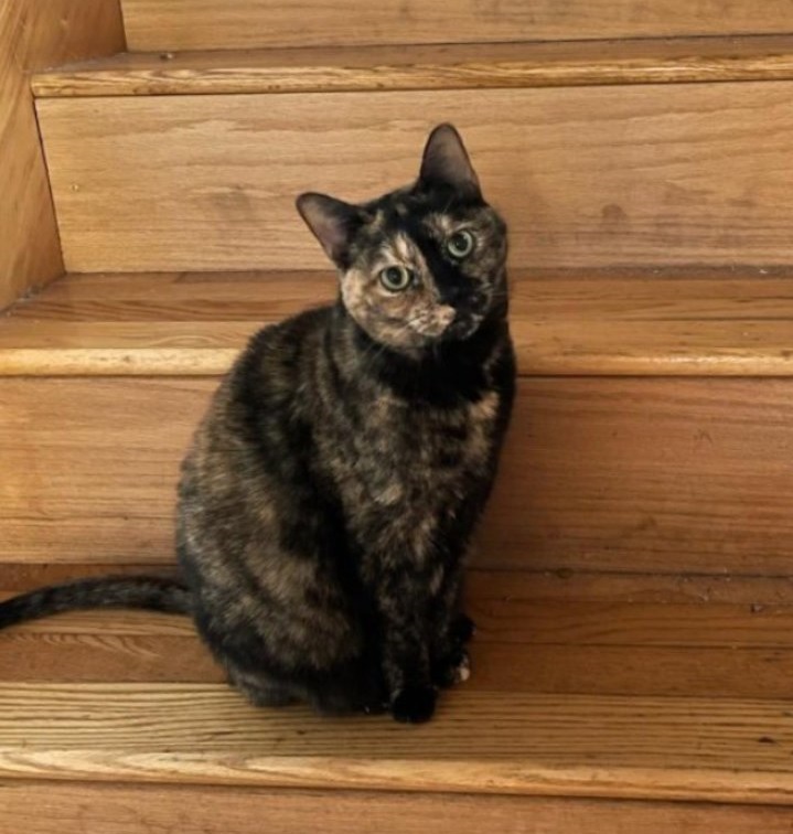 tortie stairs.jpg
