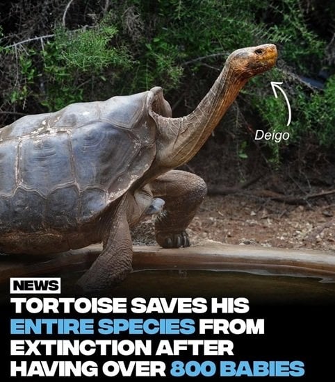 Tortoise amazing 1.jpg