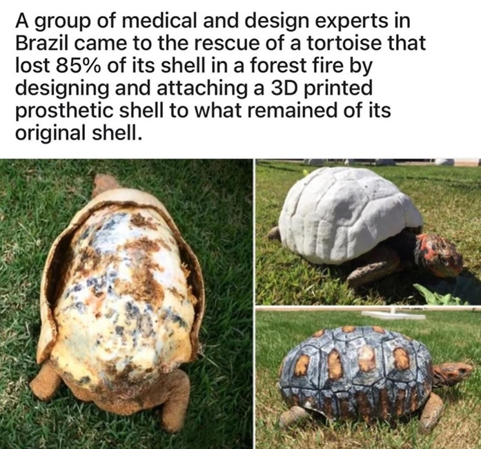 tortoise amazing.jpg
