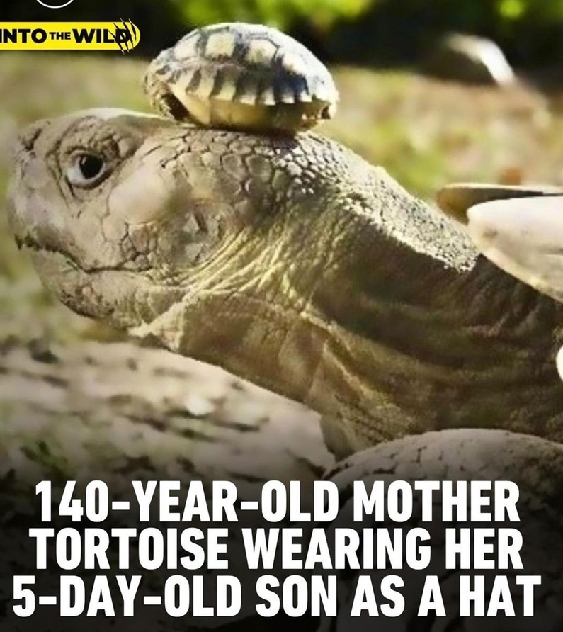 tortoise amazing.jpg