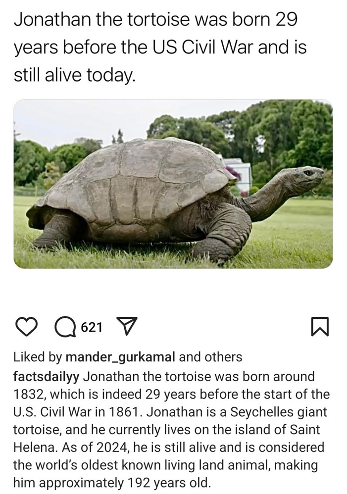 tortoise amazing.jpg