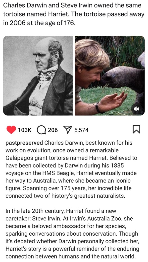 tortoise amazing.jpg
