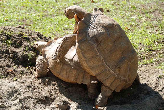 tortoise.jpg