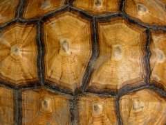 tortoise-shell.jpg